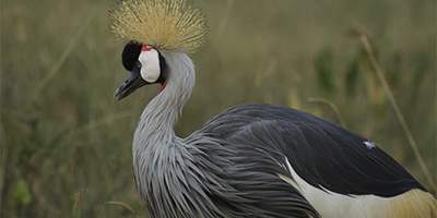 3-days-2-nights-lake-nakuru-safari-package