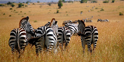 4-days-3-nights-masai-mara-nairobi-migration-safari-package