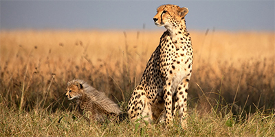 5-days-4-nights-amboseli-l-naivasha-masai-mara-nairobi-safari-package