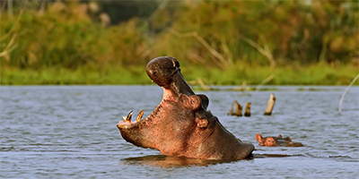 5-days-4-nights-l-nakuru-bogoria-l-naivasha-masai-mara-nairobi-safari-package