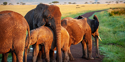 6-days-5-nights-amboseli-aberdares-lake-nakuru-masai-mara-safari-package