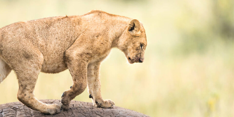 7-days-6-nights-l-manyara-serengeti-ngorongoro-crater-tarangire-safari-package