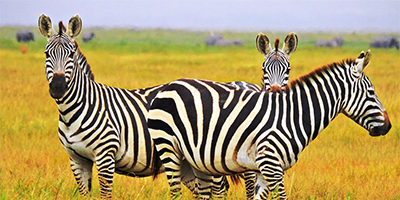 8-days-7-nights-aberdares-samburu-sweet-water-l-nakuru-masai-mara-safari-package