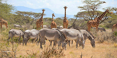 8-days-7-nights-amboseli-nairobi-samburu-aberdare-lake-nakuru-masai-mara-safari-package