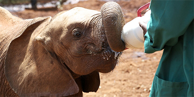 daphne-sheldrick-elephant-orphanage-day-trip