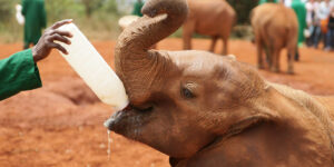 daphne-sheldrick-elephant-orphanage-day-trip